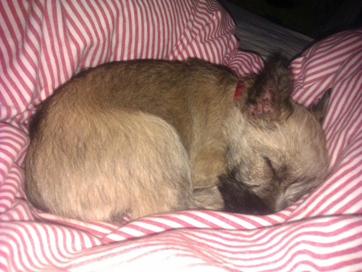 Cairn terrier Frida billede 5