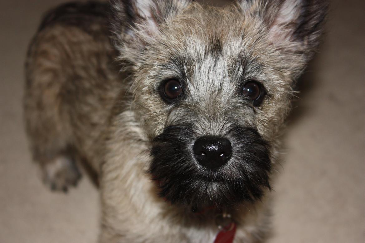 Cairn terrier Frida - Elsker Cairn terrier øjnene, flotte, mørke, runde. billede 1