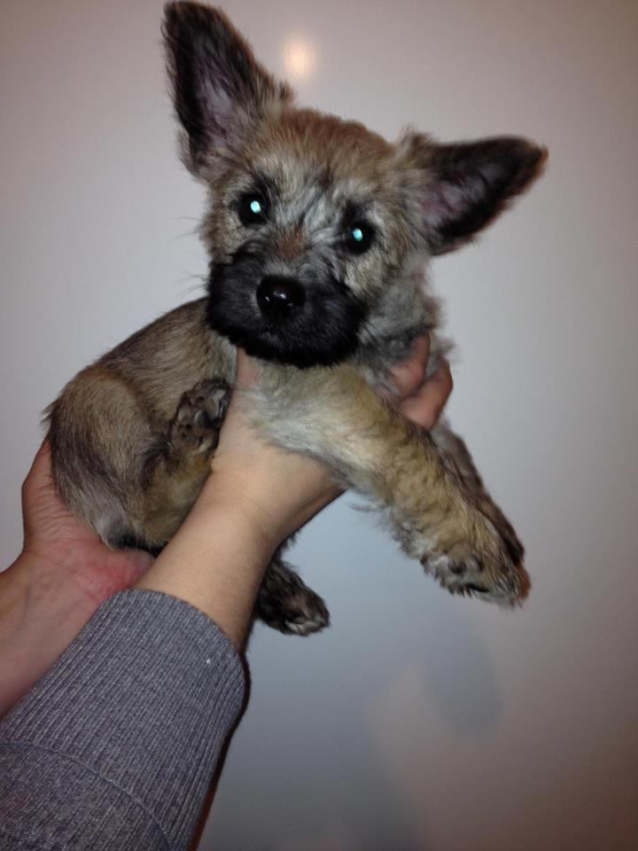 Cairn terrier Frida - Dette var det første billed jeg så af Frida, et billed som opdrætteren sendte til mig billede 6