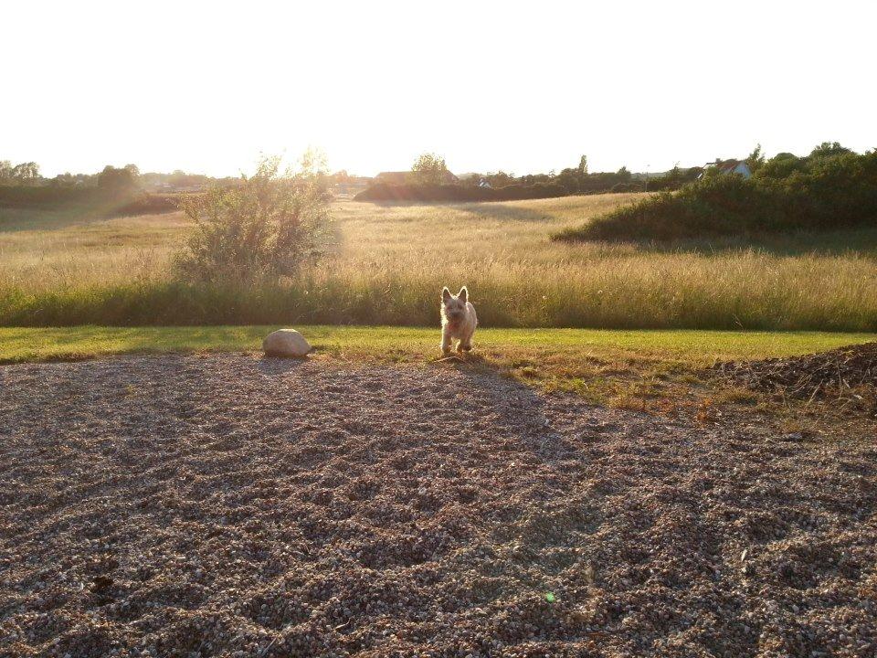 Cairn terrier Frida - Jeg synes personligt at dette billed er ret godt billede 7
