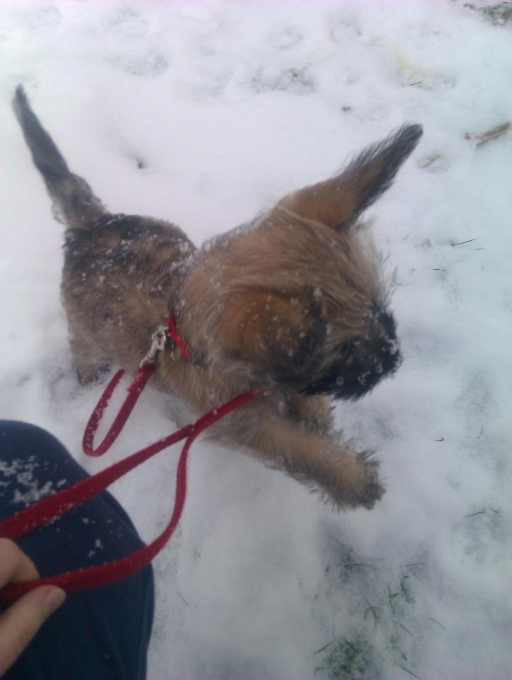 Cairn terrier Frida - Fridas første dag hos mig, det er vel ca. 1 år gammelt nu billede 8
