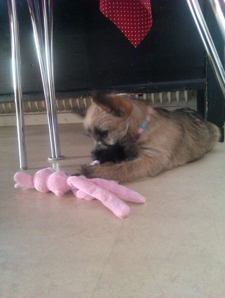 Cairn terrier Frida billede 9
