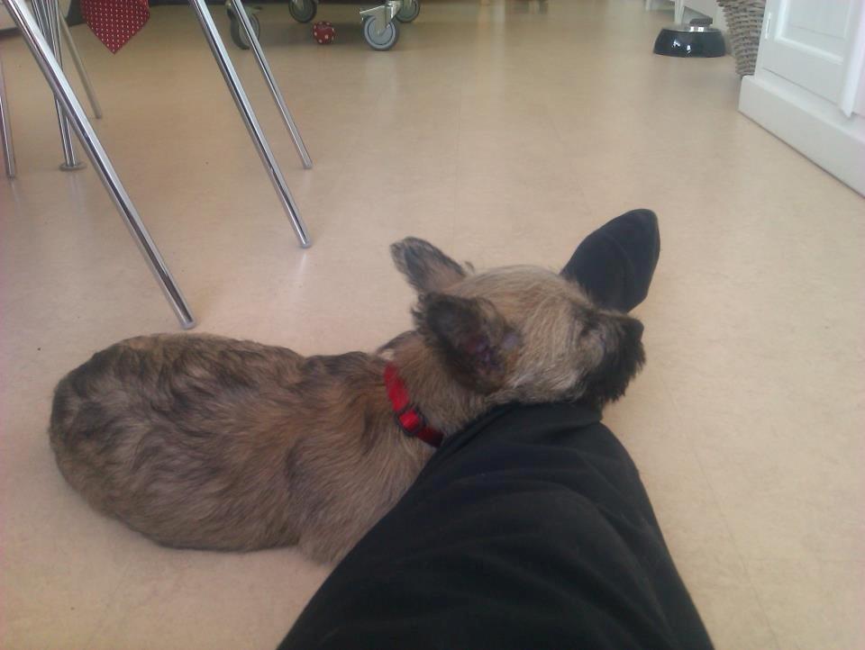 Cairn terrier Frida billede 10