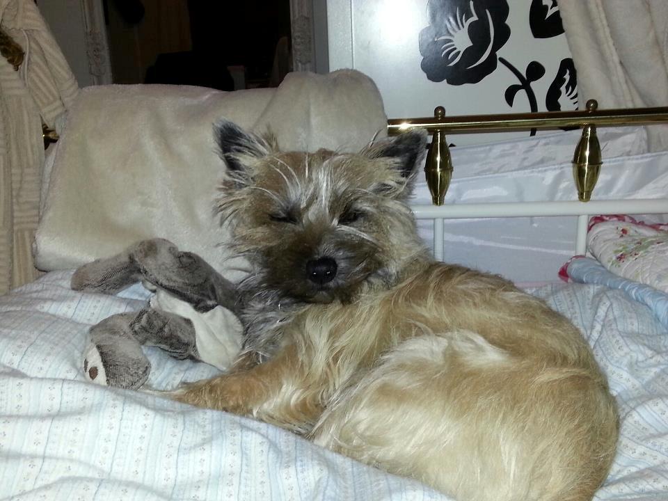 Cairn terrier Frida - Et syn som dette giver en dejlig start på dagen :P billede 11