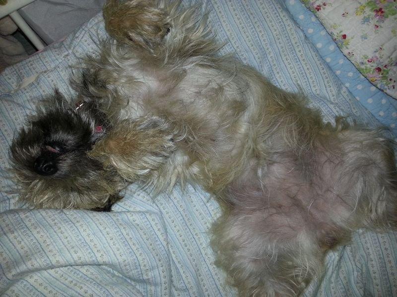 Cairn terrier Frida - Man har det godt billede 13