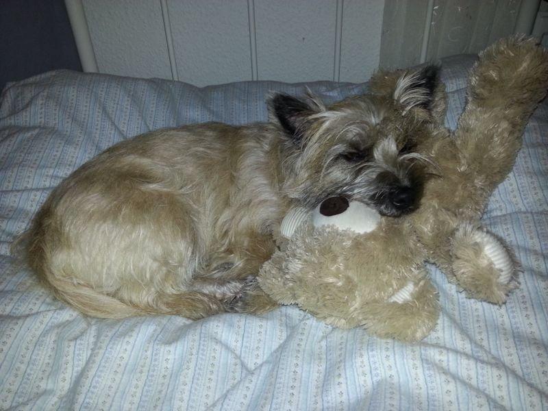 Cairn terrier Frida billede 14