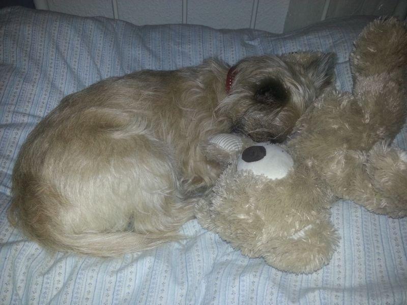 Cairn terrier Frida billede 15