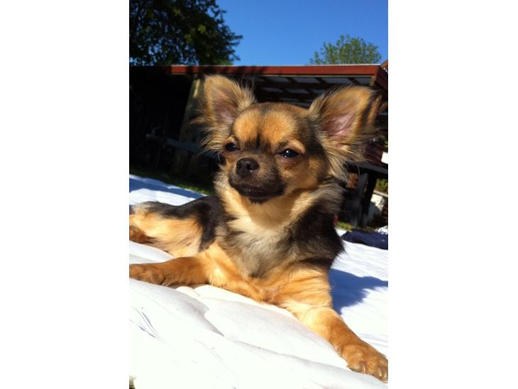 {{currentPhoto.altText}} billede {{currentPhoto.number}}