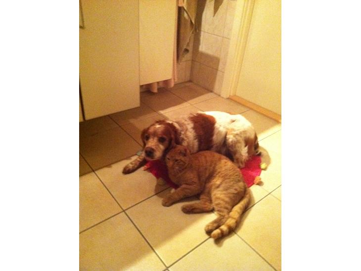 {{currentPhoto.altText}} billede {{currentPhoto.number}}