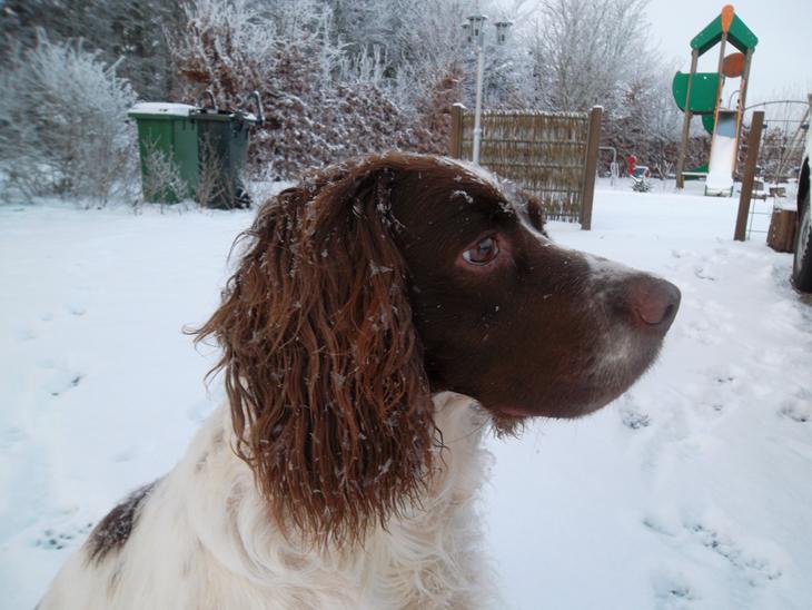 Engelsk springer spaniel White Aslan - Prof. billede!:D billede 1