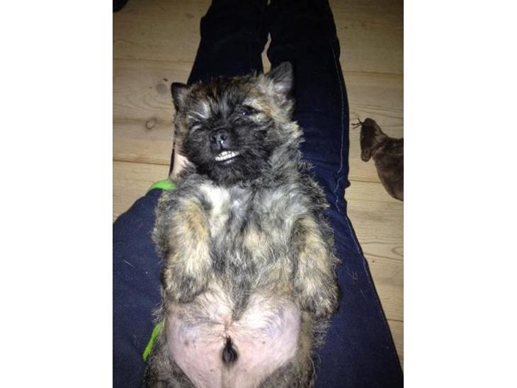 {{currentPhoto.altText}} billede {{currentPhoto.number}}