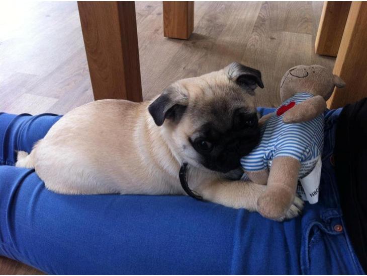 {{currentPhoto.altText}} billede {{currentPhoto.number}}