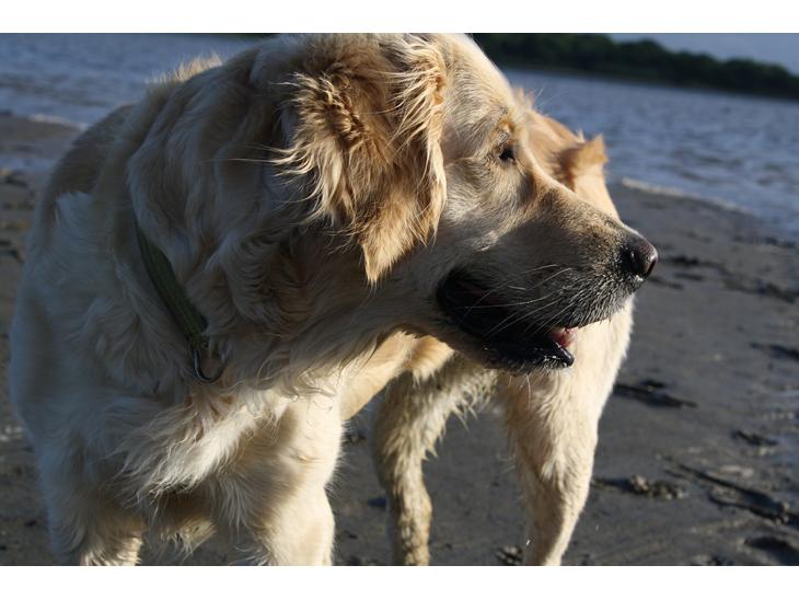 Golden retriever Tilde billede 1