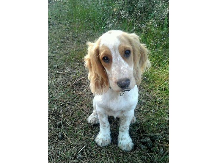 Cocker spaniel Harley - "jeg er SÅ uskyldig!" billede 1