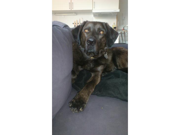 {{currentPhoto.altText}} billede {{currentPhoto.number}}