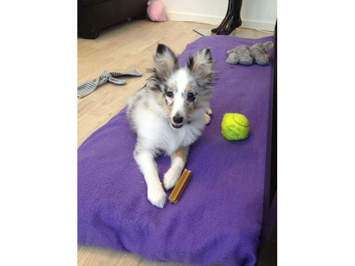 {{currentPhoto.altText}} billede {{currentPhoto.number}}