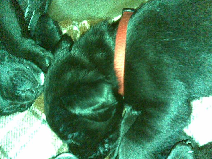 {{currentPhoto.altText}} billede {{currentPhoto.number}}