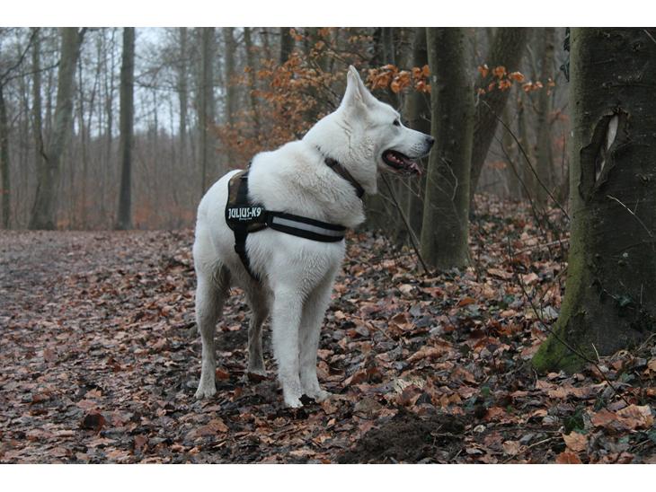 {{currentPhoto.altText}} billede {{currentPhoto.number}}