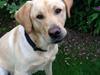 Labrador retriever Mambo aka sneuhyret