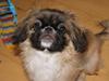 Pekingeser Bella