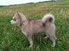 Alaskan malamute Snowcreek Extreme Balto