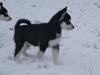 Alaskan malamute Snowcreek Frost-ice Pepzi