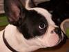 Fransk bulldog † Gizmo †  <3 <3 <3 <3 [ Himmelhund]
