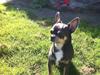 Chihuahua Oskar Latigo Berg