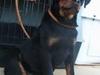 Rottweiler Timur's berega turi