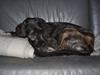 Irsk ulvehund Dolly