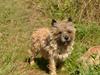 Cairn terrier sofus