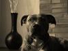 Amerikansk staffordshire terrier Azura