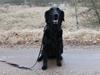Flat coated retriever Chakur's Madonna (Donna) 
