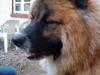 Eurasier Zikka [ Himmelhund]