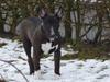 Bullterrier miniature BullieQueen's Addision