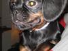 Blanding af racer Bella