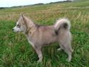 Alaskan malamute Snowcreek Extreme Balto