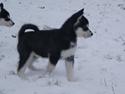 Alaskan malamute Snowcreek Frost-ice Pepzi