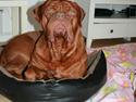 Dogue de bordeaux Lisbeth