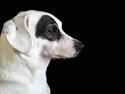 Dansk svensk gaardhund Holger