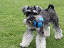 Dvaergschnauzer Gismo