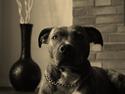 Amerikansk staffordshire terrier Azura