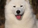Samojedhund White Snow Star's Astina