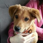 Blanding af racer Molly