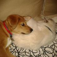 Blanding af racer Molly