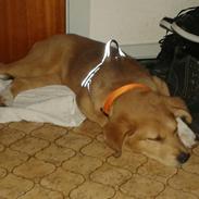 Blanding af racer Molly