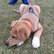 Blanding af racer Molly