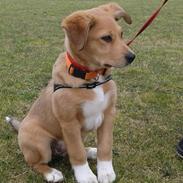 Blanding af racer Molly