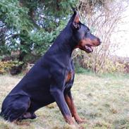 Dobermann otto de altobello