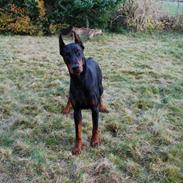 Dobermann otto de altobello